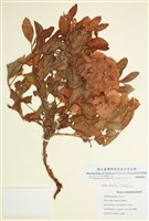 藏品(曲脈酸模)的圖片